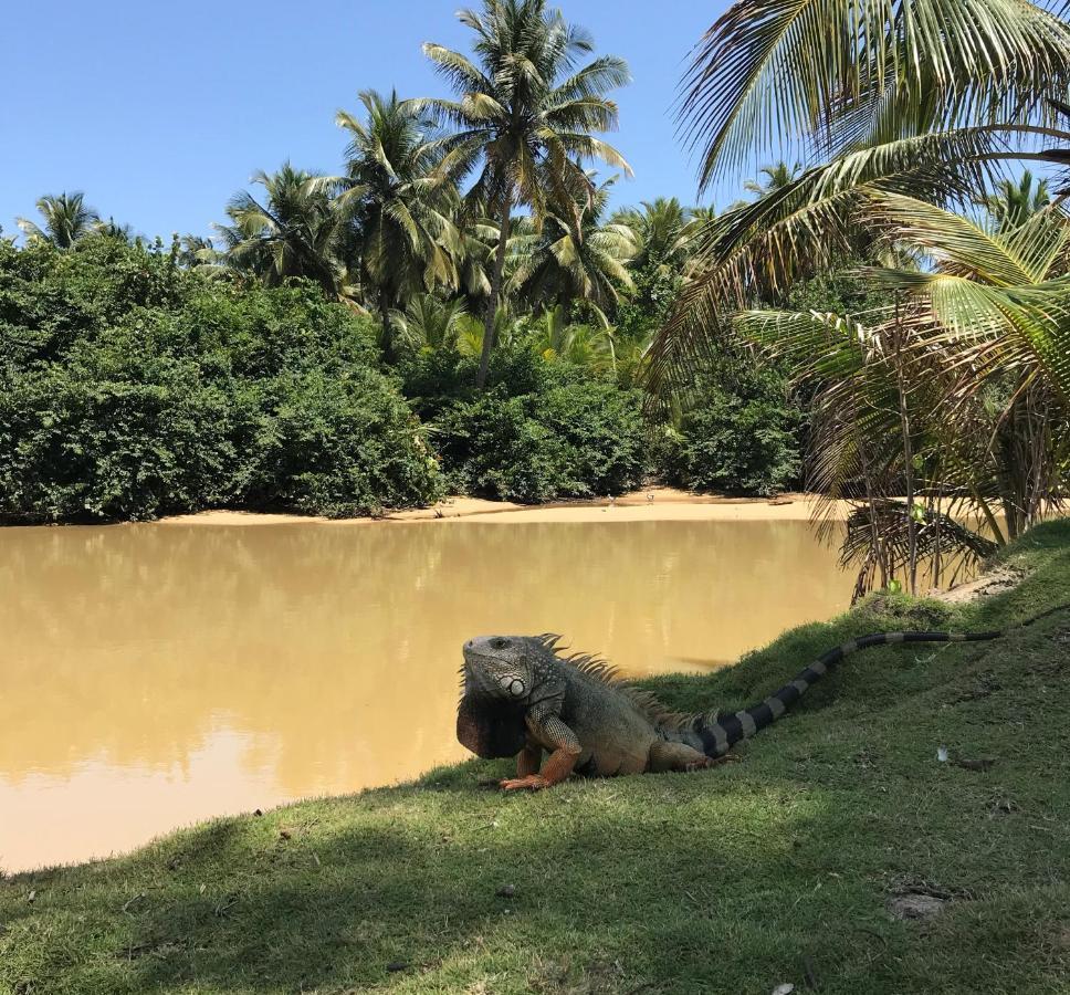 Casa Coral Hostel Luquillo Kültér fotó